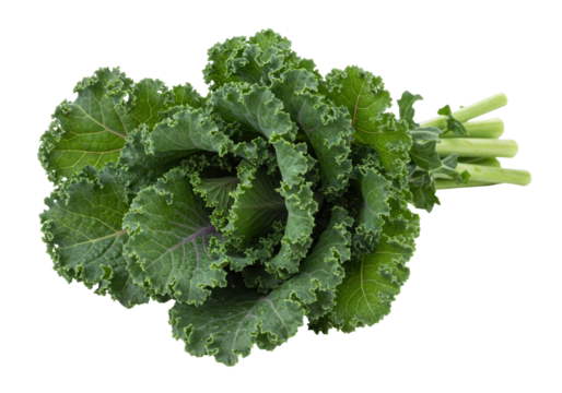 Isolated bunch of fresh curly kale from the grocery store for a salad or vegetable side dish