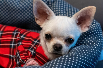 Small white chihuahua dog with large ears, resting comfortably in a cozy pet bed, surrounded by soft fabric and a warm atmosphere, showcasing pet companionship and comfort