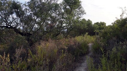 A narrow dirt trail winds through dense Mediterranean vegetation, capturing the wild beauty and serenity of an untouched natural environment.