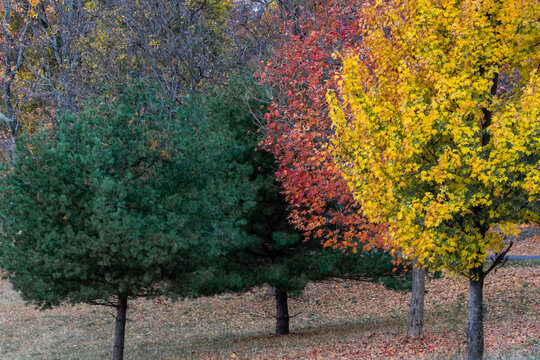 View of vibrant autumn trees painted in shades of emerald, ruby, and gold stand proudly against a backdrop of muted hues, Poughkeepsie, New York, United States.