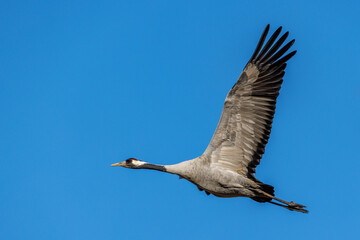 Kranich (Grus grus)