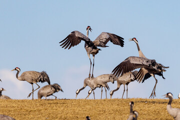 Obraz premium Kraniche (Grus grus)