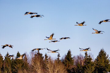 Kraniche (Grus grus)