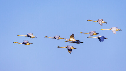 Singschwäne (Cygnus cygnus)