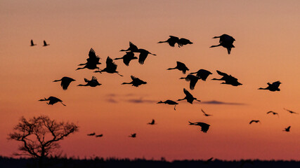 Kraniche (Grus grus)