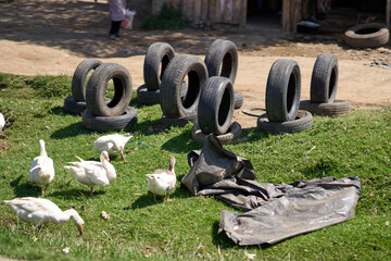 Kiambu County, Kenya - October 13th 2025 - Tyres and ducks
