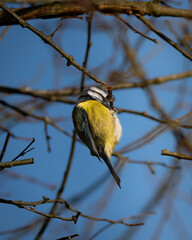 Blue tit on a branch doing crazy hop