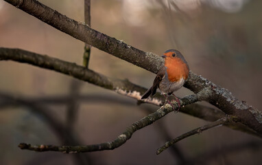 Robin on a branch with autumn vibe.