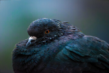 Pigeon with a captivating gaze, looking directly at camera.