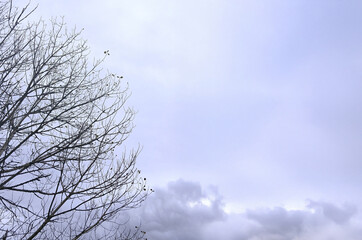 Bare Tree Branches Against a Cloudy Winter Sky. For use in environmental projects, seasonal designs, mindfulness concepts, or as a serene background for editorial and digital media.