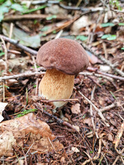 Polish boletus mushrooms in the forest. 
