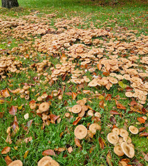 A meadow of edible honey mushrooms
