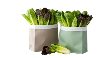 Fresh green and red romaine lettuce heads in paper bags on white background, healthy food concept, perfect for grocery or cooking projects