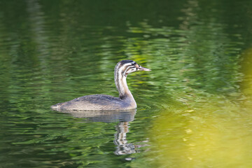 a young Great Crested Grebe in striped plumage, young Great Crested Grebe in juvenile plumage, a young Great Crested Grebe swimming to the right, Podiceps cristatus