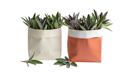 Two small potted succulent plants in modern ceramic pots with green and purple leaves on white background, perfect for home decor and plant lovers