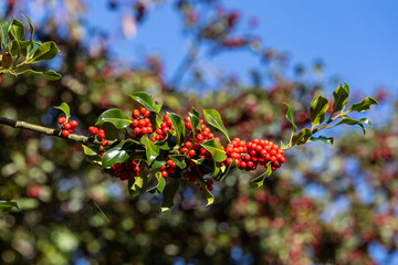 Looking up at a holly bush    with an abundance of red berries, on a sunny autumn day