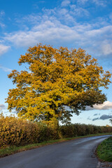Fototapeta premium An oak tree in autumn, with a blue sky and evening light