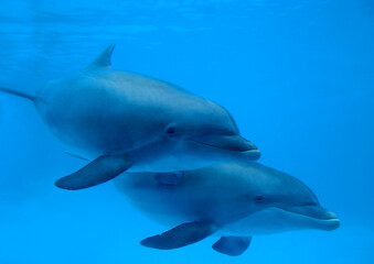 Fototapeta premium Delfine oder Delphine (Delphinidae) schwimmen unter Wasser, Weltmeere 