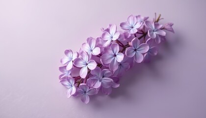 Obraz premium Close up of blooming lilac flowers on soft periwinkle background. Delicate petals and vibrant colors create a gentle and serene floral aesthetic. Perfect for spring themes.