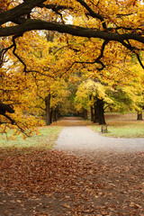 Autumnal park with yellow leaves and path in the foreground.