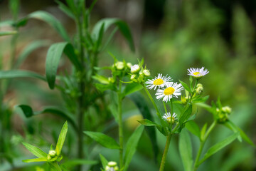 white flowers in the grass