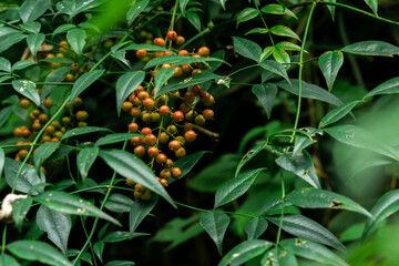 nandin leaves and fruit