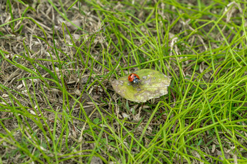 ladybird on a green grass