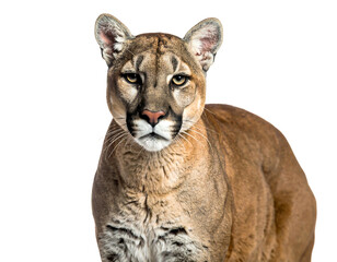 Majestic cougar's head and upper body in close-up view against a plain black background
