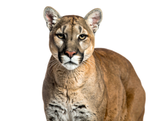 Majestic cougar's head and upper body in close-up view against a plain black background