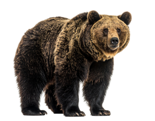 Majestic brown bear with thick fur stands sideways against a black backdrop, gazing at the viewer