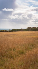 Obraz premium Nature reserves along Druridge Bay area of the Northumberland Coastline, Hauxley, East Chevington, Druridge and Cresswell Pools. 