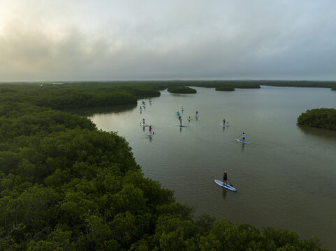 Aerial view of paddle boarders glide across the murky waters, framed by the dense green mangrove forests under the soft glow of the Yucatan sky, Progreso, Yucatan, Mexico.