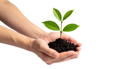 Hands cupping a young plant with vibrant green leaves, symbolizing growth and environmental care. The plant sprouts from a dark soil