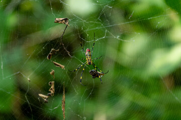 spider on web