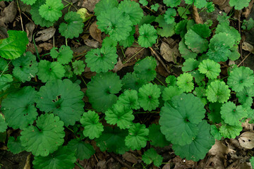 green leaves on ground