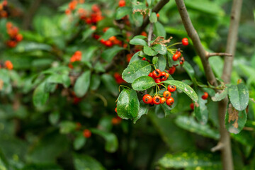 red fruit in autumn