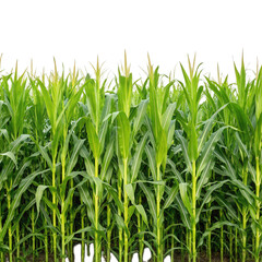 Obraz premium Lush green corn plants stand tall against transparent background, showcasing vibrant leaves and healthy growth