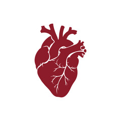 Stylized human heart vector illustration — anatomical organ design for medical and educational use