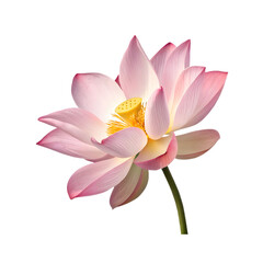 Fototapeta premium Delicate pink lotus flower blooming against 