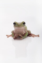 Green tree frogs on white background,  dumpy frog, animal closeup