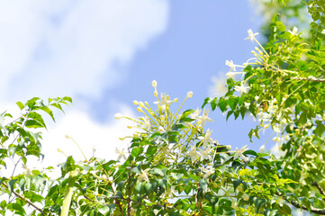 Cork tree, Indian cork tree or Millingtonia hortensis Linn or BIGNONIACEAE or white flower