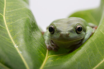 Green tree frogs on green leaf, dumpy frog, animal closeup