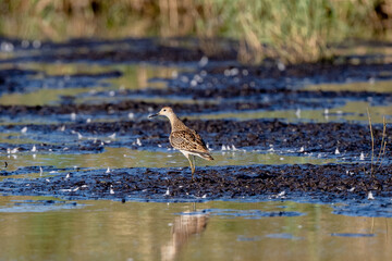 Young Ruff Is Walking