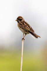 Female Reed Bunting Holds Insects In Beak For Chicks