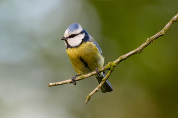 Eurasian Blue Tit Sitting On Tree