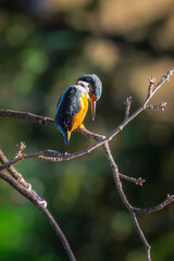 Common Kingfisher perched on a branch in the morning light
