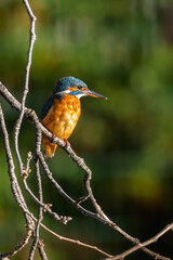 Common Kingfisher perched on a branch in the morning light