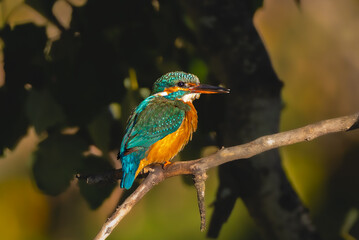 Common Kingfisher perched on a branch in the morning light