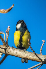 Great Tit perched on a branch in the morning light