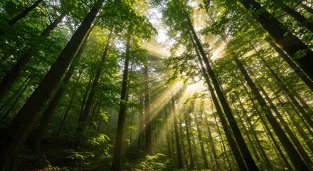 Naklejka premium Lush green forest canopy illuminated by soft shafts of golden sunlight streaming through the dense layers of tall ancient trees ,golden ,trunk ,shaft